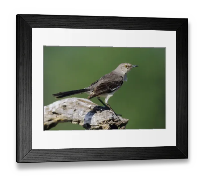 Framed Print : Northern Mockingbird (Mimus polyglottos) Starr Co. TX