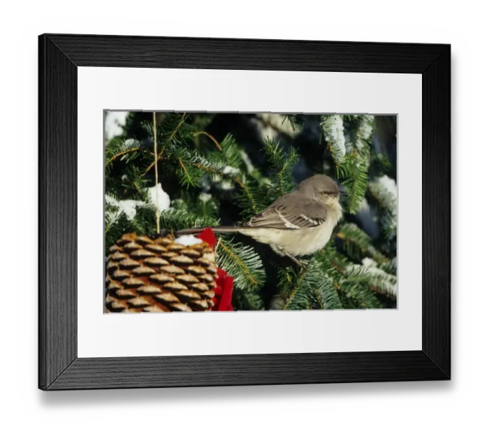 Framed Print : Northern Mockingbird (Mimus polyglottos) in Fir tree in winter Marion Co. IL Framed Print : Northern Mockingbird (Mimus polyglottos) in Fir tree in winter Marion Co. IL