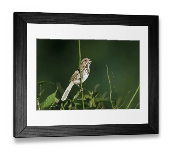 Framed Print : Song Sparrow (Melospiza melodia) Male singing to secure his territory, Marion Co. IL