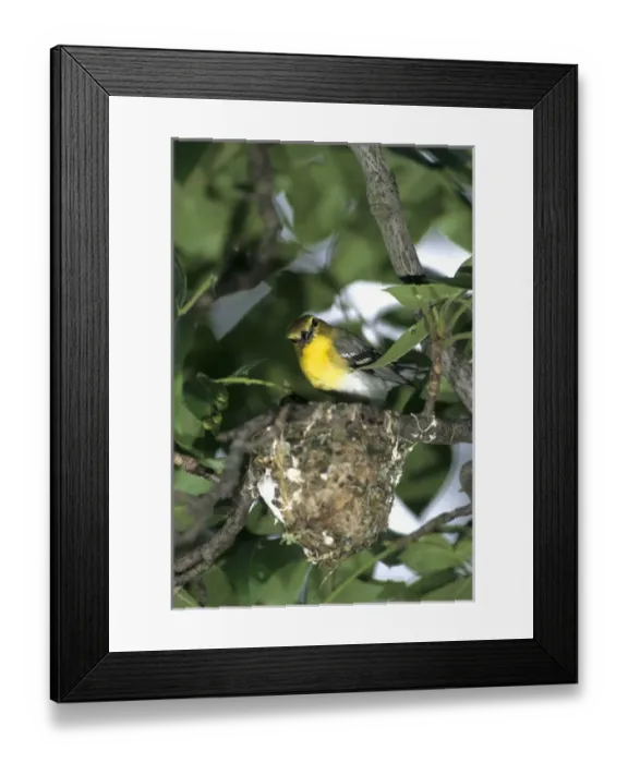 Framed Print : Yellow-throated Vireo (Vireo flavifrons) adult feeding nestlings, Marion Co. IL Framed Print : Yellow-throated Vireo (Vireo flavifrons) adult feeding nestlings, Marion Co. IL