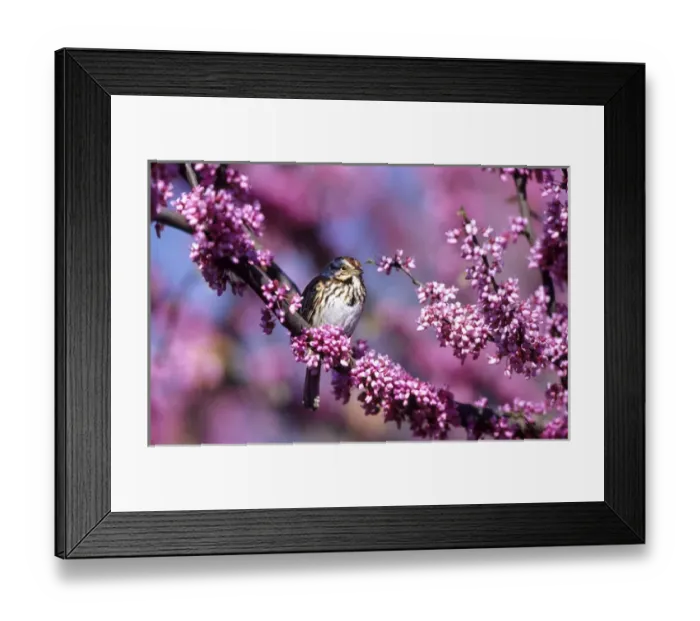 Framed Print : Song Sparrow (Melospiza melodia) in Eastern Redbud tree (Cercis canadensis) Marion Co Framed Print : Song Sparrow (Melospiza melodia) in Eastern Redbud tree (Cercis canadensis) Marion Co