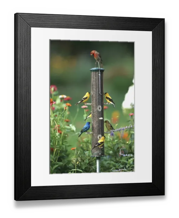 Framed Print : Indigo Bunting (Passerina cyanea), American Goldfinches (Spinus tristis) and a House finch Framed Print : Indigo Bunting (Passerina cyanea), American Goldfinches (Spinus tristis) and a House finch