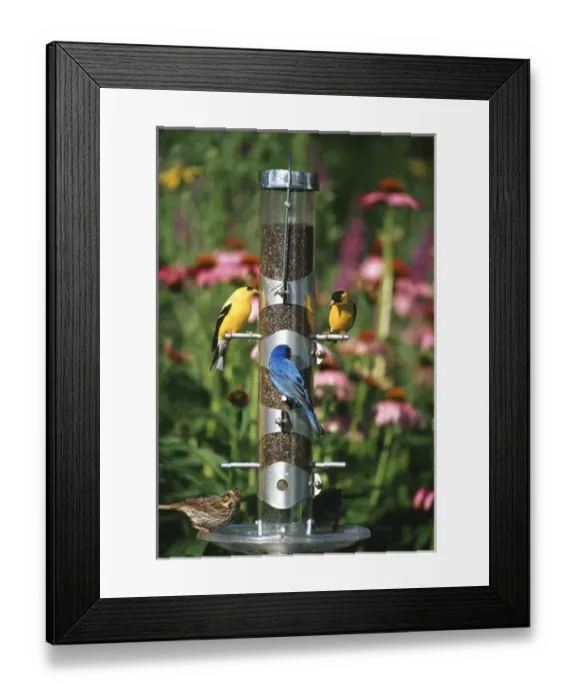 Framed Print : American Goldfinches (Carduelis tristis) males, Indigo Bunting ( Passerina cyanea) male Framed Print : American Goldfinches (Carduelis tristis) males, Indigo Bunting ( Passerina cyanea) male