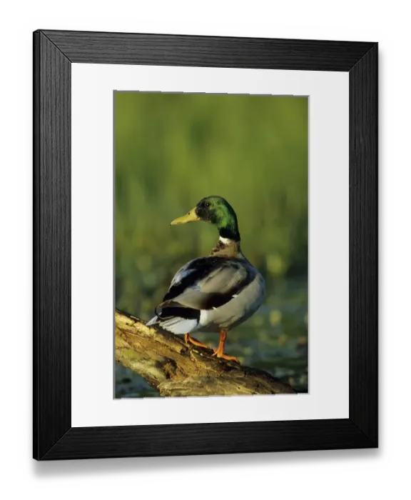 Framed Print : Mallard (Anas platyrhynchos) male on log in wetland, Marion Co, Illinois Framed Print : Mallard (Anas platyrhynchos) male on log in wetland, Marion Co, Illinois