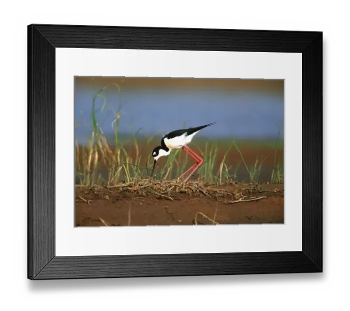 Framed Print : Black-necked Stilt (Himantopus mexicanus) turning eggs at nest, Karl Bartel Grassland Framed Print : Black-necked Stilt (Himantopus mexicanus) turning eggs at nest, Karl Bartel Grassland
