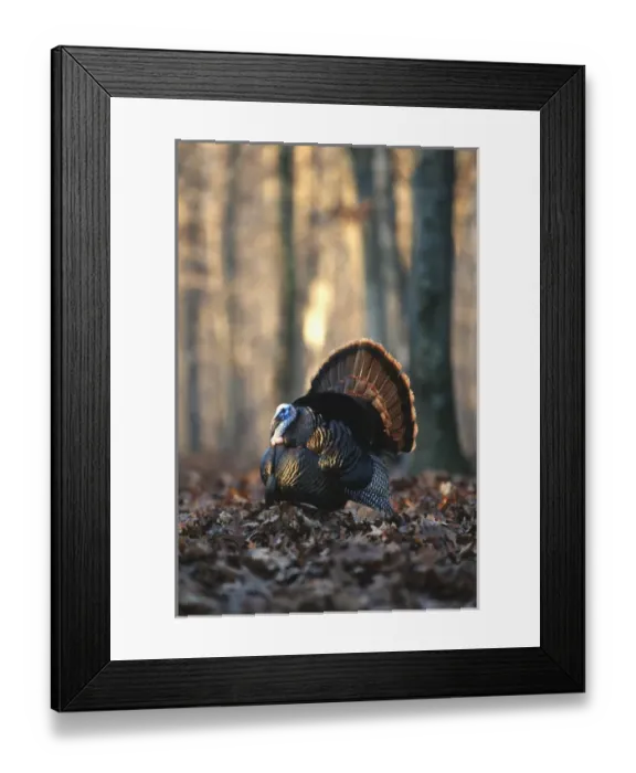 Framed Print : Eastern Wild Turkey (Meleagris gallopavo silvestris) gobbler strutting, Stephen A