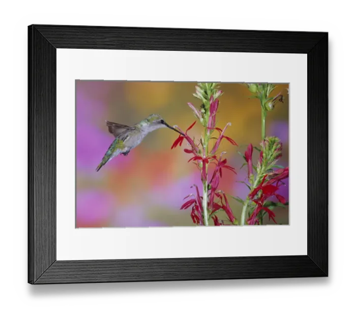 Framed Print : Ruby-throated Hummingbird (Archilochus colubris) on Scarlet Sage (Salvia coccinea) Marion Co Framed Print : Ruby-throated Hummingbird (Archilochus colubris) on Scarlet Sage (Salvia coccinea) Marion Co