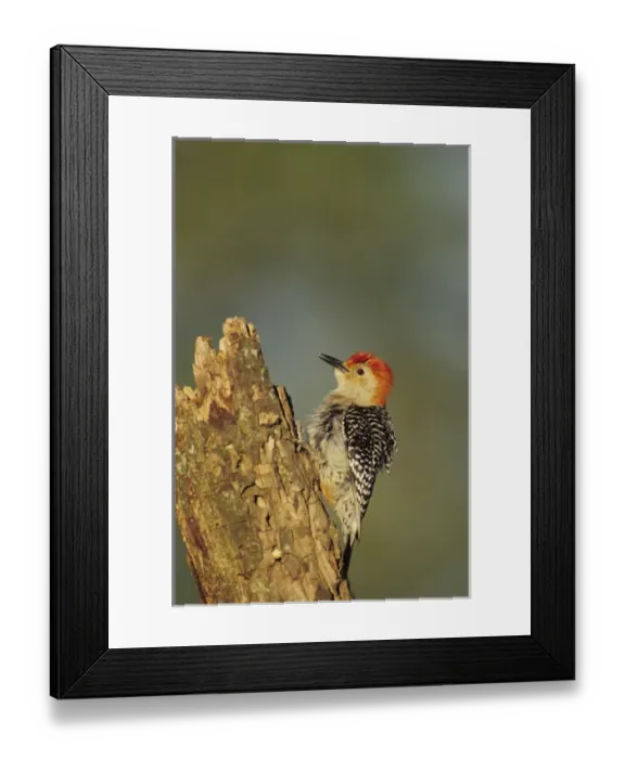 Framed Print : Red-bellied Woodpecker (Melanerpes carolinus) male displaying on dead tree, Marion Co Framed Print : Red-bellied Woodpecker (Melanerpes carolinus) male displaying on dead tree, Marion Co