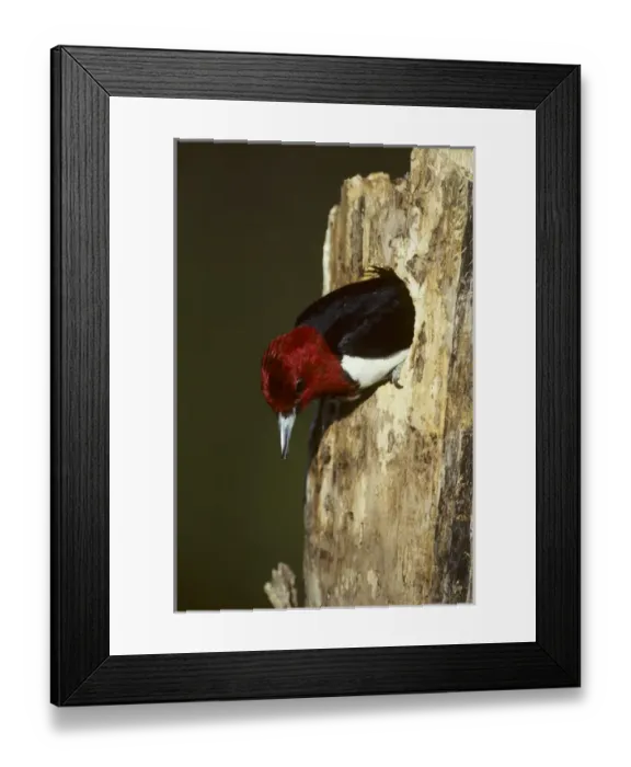 Framed Print : Red-headed Woodpecker (Melanerpes erythrocephalus) exiting nest cavity, Illinois Framed Print : Red-headed Woodpecker (Melanerpes erythrocephalus) exiting nest cavity, Illinois