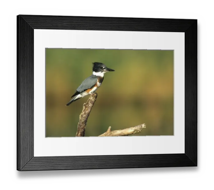 Framed Print : Belted Kingfisher (Ceryle alcyon) female on log in wetland, Marion Co, Illinois Framed Print : Belted Kingfisher (Ceryle alcyon) female on log in wetland, Marion Co, Illinois