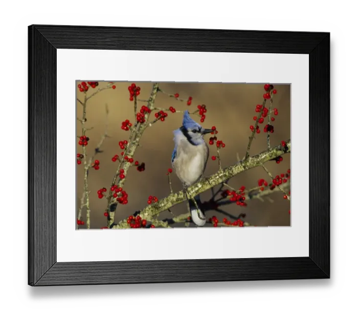 Framed Print : Blue Jay (Cyanocitta cristata) in icy Green Hawthorn (Crataegus virdis) tree, Marion Co Framed Print : Blue Jay (Cyanocitta cristata) in icy Green Hawthorn (Crataegus virdis) tree, Marion Co