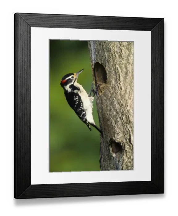 Framed Print : Hairy Woodpecker (Picoides villosus) male at nest cavity, Marion Co. Illinois Framed Print : Hairy Woodpecker (Picoides villosus) male at nest cavity, Marion Co. Illinois