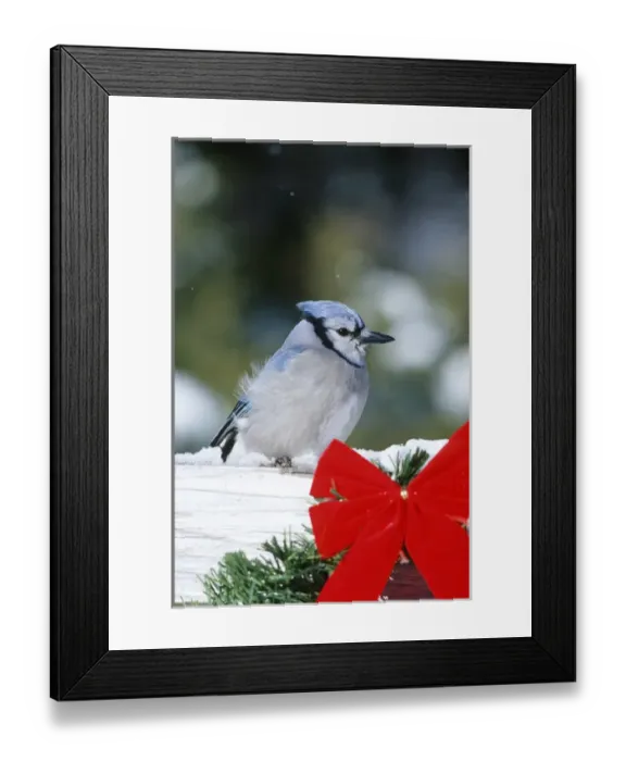 Framed Print : Blue Jay (Cyanocitta cristata) on fence with red bow in winter, Marion Co, Illinois Framed Print : Blue Jay (Cyanocitta cristata) on fence with red bow in winter, Marion Co, Illinois