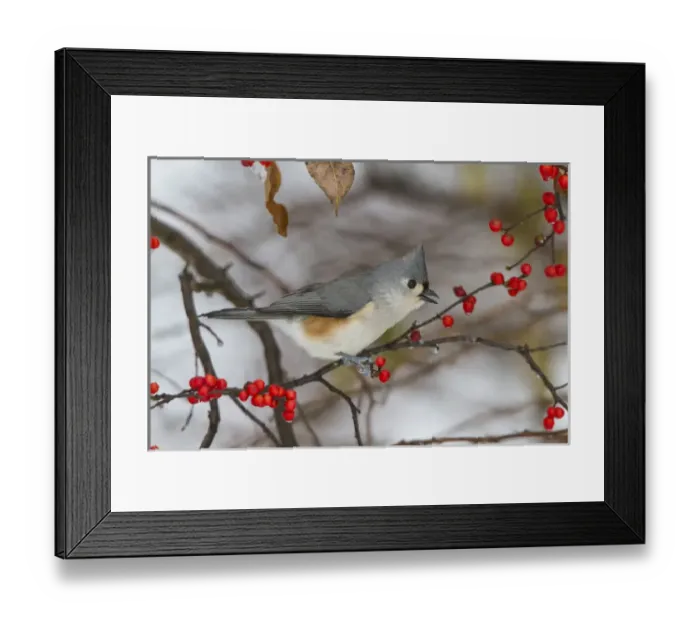 Framed Print : Tufted Titmouse (Parus bicolor) in Common Winterberry bush (Ilex verticillata) in winter