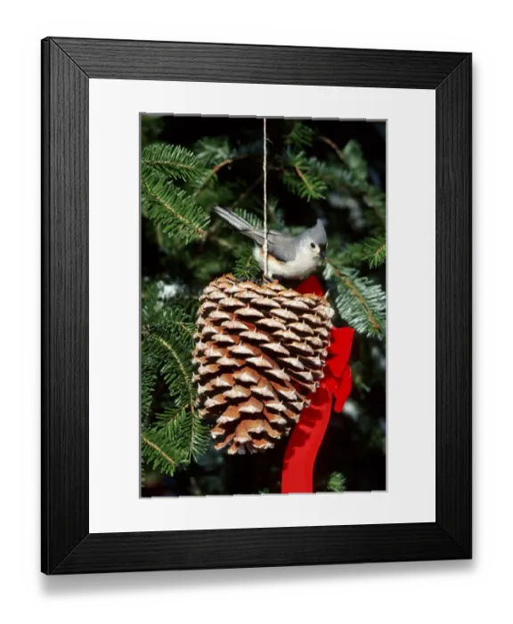 Framed Print : Tufted Titmouse (Baeolophus bicolor) on pine cone in winter, Marion Co, Illinois