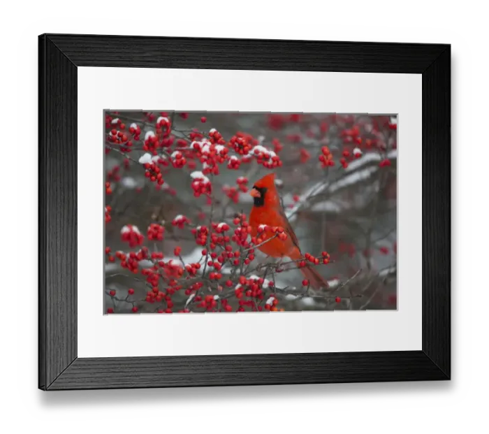 Framed Print : Northern Cardinal (Cardinalis cardinalis) male in Common Winterberry bush (Ilex verticillata) Framed Print : Northern Cardinal (Cardinalis cardinalis) male in Common Winterberry bush (Ilex verticillata)