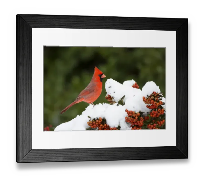 Framed Print : Northern Cardinal (Cardinalis cardinalis) male in Scarlet Firethorn (Pyracantha coccinea) in winter Framed Print : Northern Cardinal (Cardinalis cardinalis) male in Scarlet Firethorn (Pyracantha coccinea) in winter