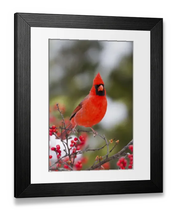 Framed Print : Northern Cardinal (Cardinalis cardinalis) male in Common Winterberry bush (Ilex verticillata)