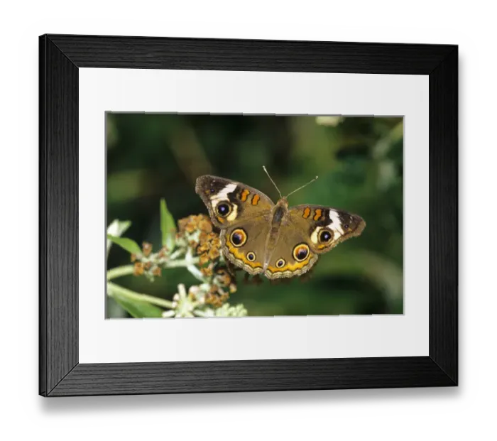Framed Print : Common Buckeye butterfly (Junonia coenia) on Swamp Milkweed (Asclepias incarnata) Marion Co Framed Print : Common Buckeye butterfly (Junonia coenia) on Swamp Milkweed (Asclepias incarnata) Marion Co