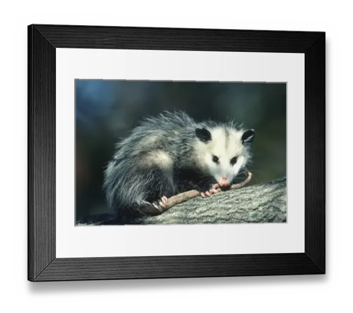 Framed Print : Virginia Opossum (Didelphis virginiana) juvenal in tree, Illinois Framed Print : Virginia Opossum (Didelphis virginiana) juvenal in tree, Illinois