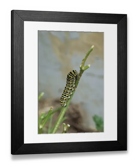 Framed Print : Black Swallowtail (Papilio polyxenes) larva on parsley Marion Co. IL Framed Print : Black Swallowtail (Papilio polyxenes) larva on parsley Marion Co. IL