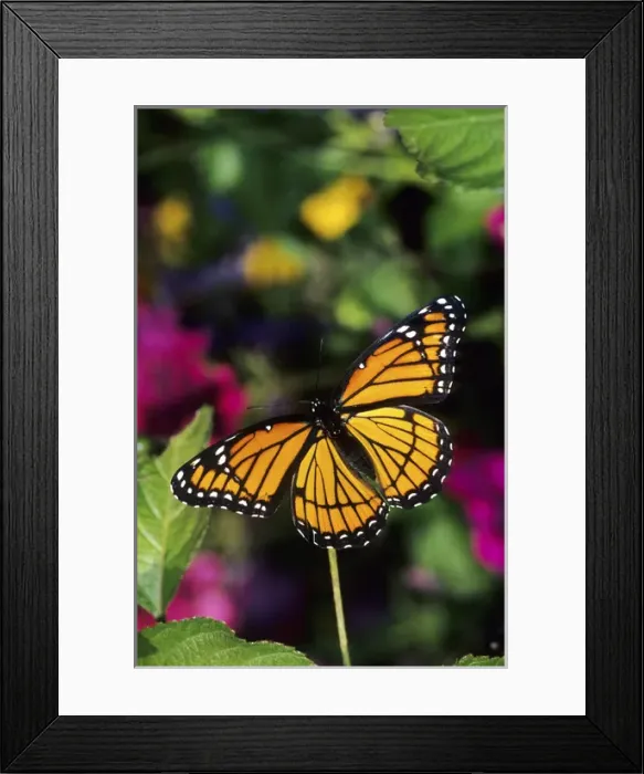 Framed Print : Viceroy butterfly (Limenitis archippus) on Lantana (Lantana sp. ) Marion Co. IL