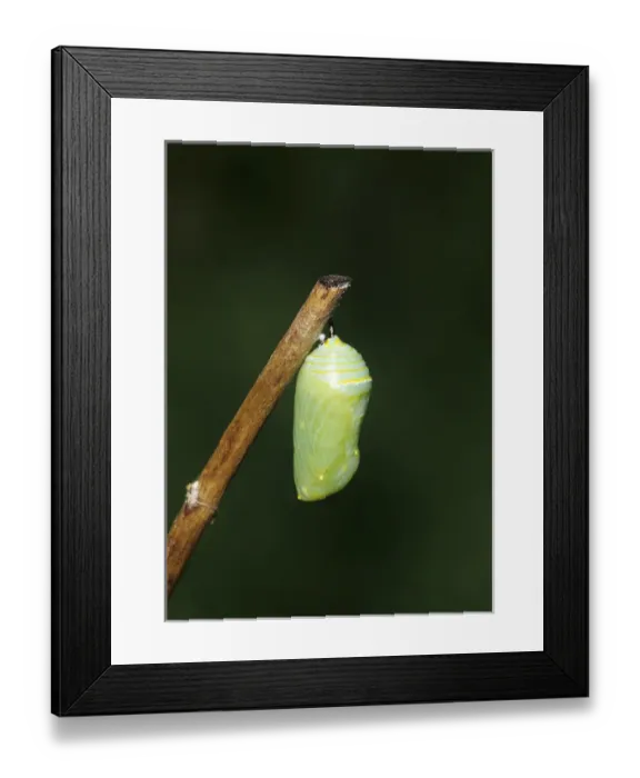 Framed Print : Monarch (Danaus plexippus) pupa / chrysalis Marion Co. IL Framed Print : Monarch (Danaus plexippus) pupa / chrysalis Marion Co. IL