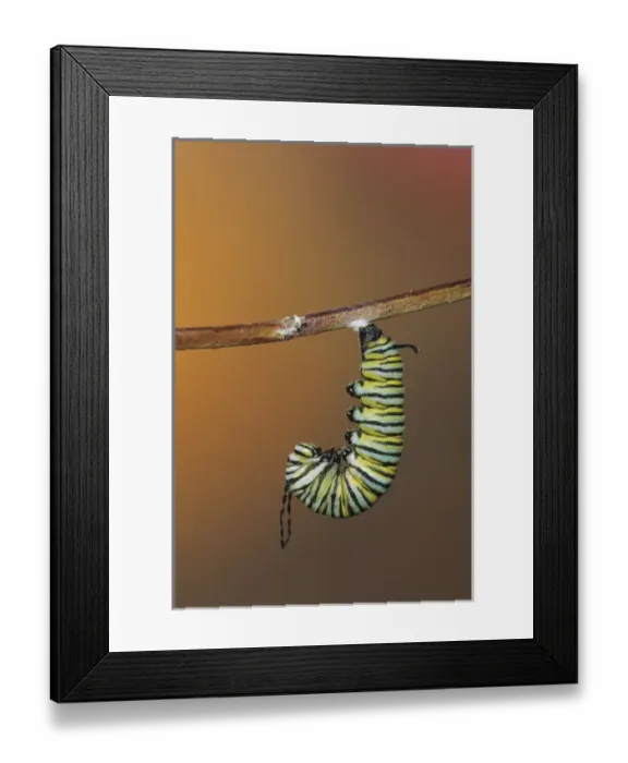 Framed Print : Monarch (Danaus plexippus) larva (caterpillar) in prepupal J before pupating-forming Framed Print : Monarch (Danaus plexippus) larva (caterpillar) in prepupal J before pupating-forming