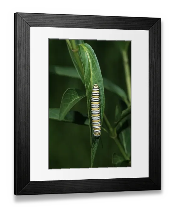 Framed Print : Monarch (Danaus plexippus) caterpillar on Swamp Milkweed (Asclepias incarnata) Marion Co Framed Print : Monarch (Danaus plexippus) caterpillar on Swamp Milkweed (Asclepias incarnata) Marion Co
