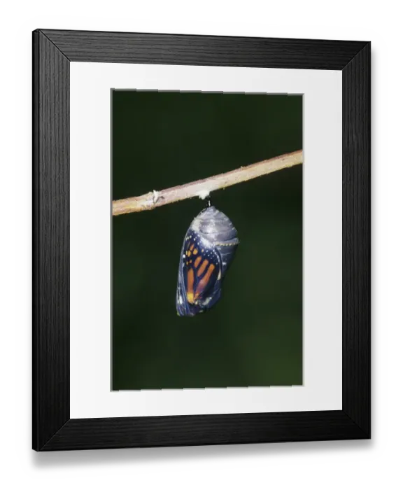 Framed Print : Monarch (Danaus plexippus) pupa / chrysalis before emergence Marion Co. IL Framed Print : Monarch (Danaus plexippus) pupa / chrysalis before emergence Marion Co. IL