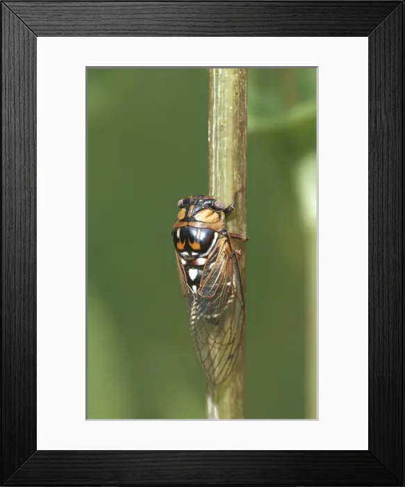 Framed Print : Prairie Cicada (Tibicen dorsata) on Cup Plant (Silphium perfoliatum) Prairie Ridge SNA, Jasper Co Framed Print : Prairie Cicada (Tibicen dorsata) on Cup Plant (Silphium perfoliatum) Prairie Ridge SNA, Jasper Co