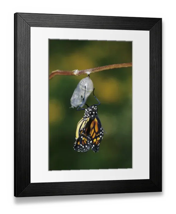 Framed Print : Monarch (Danaus plexippus) pupa  /  chrysalis before emergence Marion Co. IL