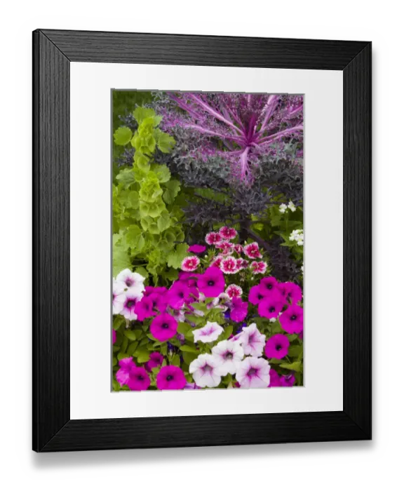 Framed Print : Container with petunias, dianthus, and lobelia, Cantigny Park at Wheaton IL Framed Print : Container with petunias, dianthus, and lobelia, Cantigny Park at Wheaton IL