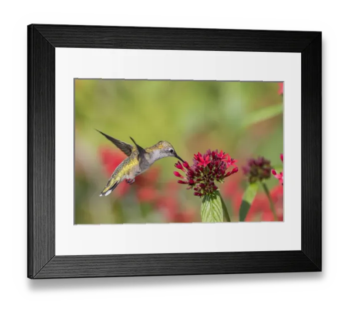 Framed Print : Ruby-throated Hummingbird (Archilochus colubris) at Red Pentas (Penta lanceolata) in Marion County Framed Print : Ruby-throated Hummingbird (Archilochus colubris) at Red Pentas (Penta lanceolata) in Marion County