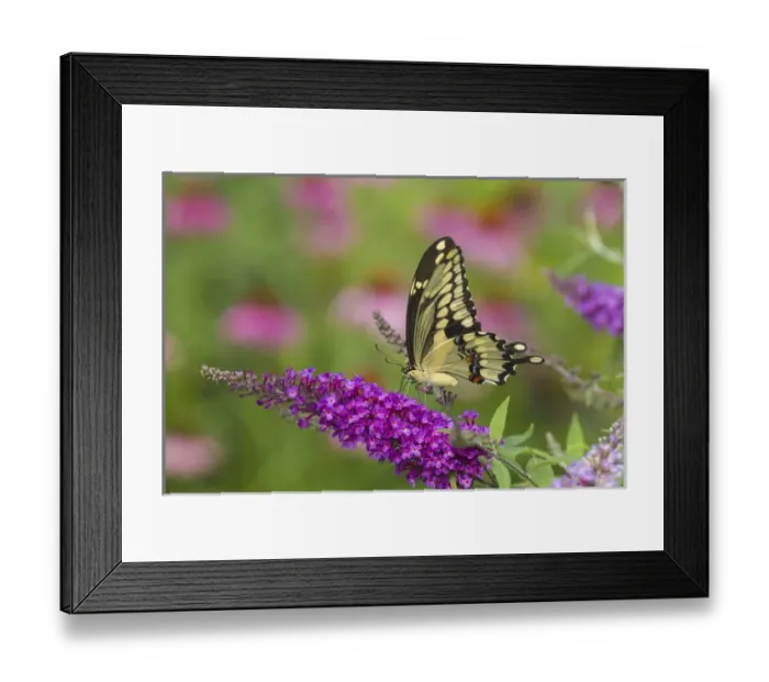 Framed Print : Giant Swallowtail butterfly (Papilio cresphontes) on Butterfly Bush (Buddlei davidii), Marion Co Framed Print : Giant Swallowtail butterfly (Papilio cresphontes) on Butterfly Bush (Buddlei davidii), Marion Co