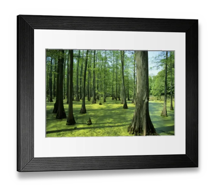 Framed Print : Heron Pond bald cypress trees in Little Black Slough State Natural Area, Shawnee National Forest