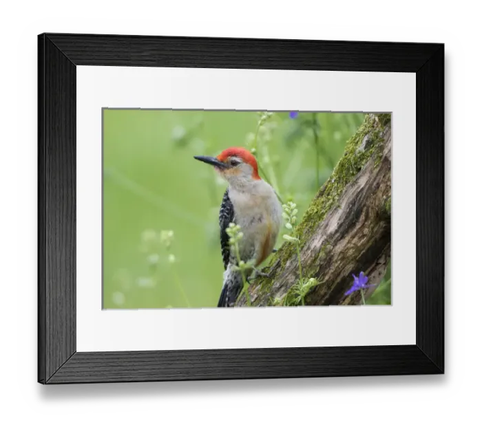 Framed Print : Red-bellied Woodpecker (Melanerpes carolinus) male in flower garden, Marion County, IL Framed Print : Red-bellied Woodpecker (Melanerpes carolinus) male in flower garden, Marion County, IL