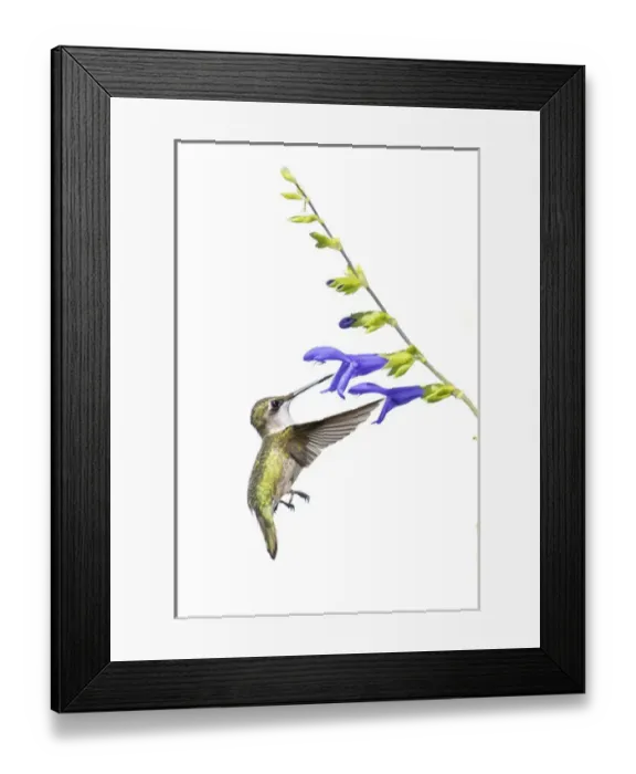 Framed Print : Ruby-throated Hummingbird (Archilochus colubris) on Blue Ensign Salvia (Salvia guaranitica Framed Print : Ruby-throated Hummingbird (Archilochus colubris) on Blue Ensign Salvia (Salvia guaranitica