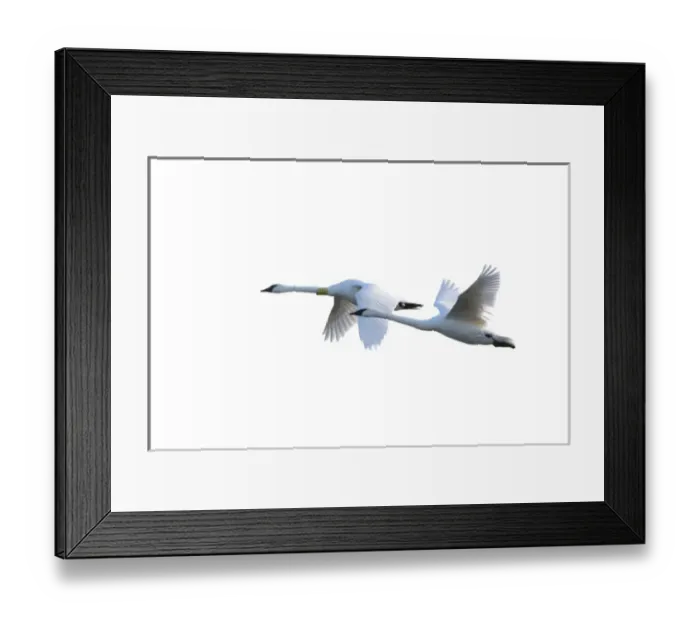Framed Print : Trumpeter Swans in flight (Cygnus buccinator) on white background, Marion Co. IL Framed Print : Trumpeter Swans in flight (Cygnus buccinator) on white background, Marion Co. IL