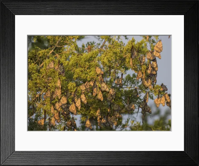 Framed Print : Monarch Butterflies (Danus plexippus) roosting in Eastern Red Cedar (Juniperus virginiana)
