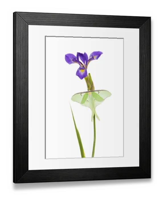 Framed Print : Luna Moth (Actias luna) on Blue Flag Iris (Iris versicolor) on white background, Marion Co