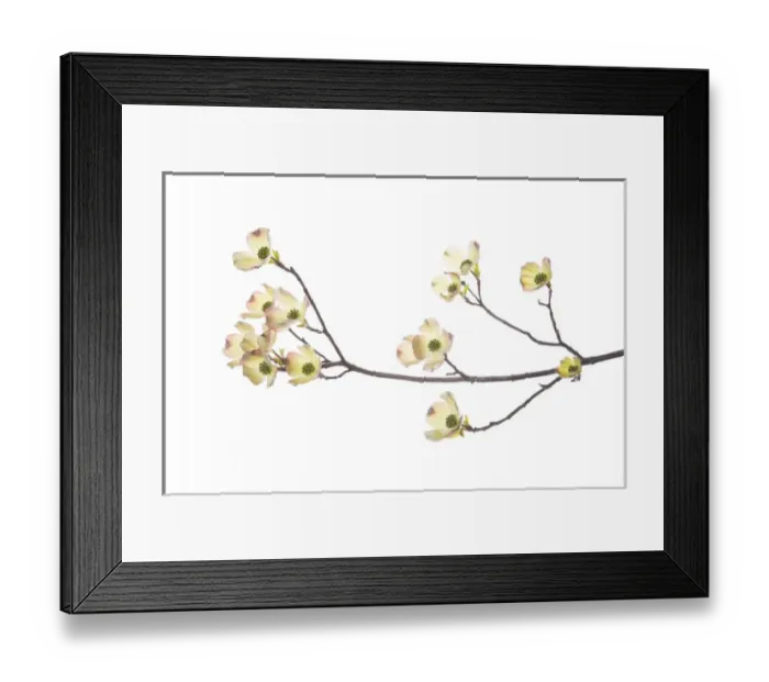 Framed Print : Flowering Dogwood (Cornus florida) branch on white background, Marion Co. IL Framed Print : Flowering Dogwood (Cornus florida) branch on white background, Marion Co. IL