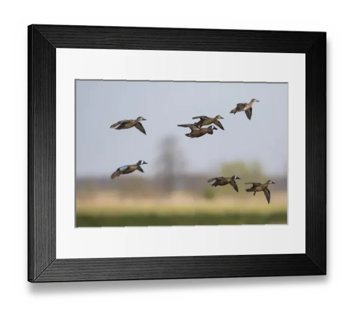 Framed Print : 00722-02819 Blue-winged Teal (Anas discors) in flight, Marion Co. IL Framed Print : 00722-02819 Blue-winged Teal (Anas discors) in flight, Marion Co. IL