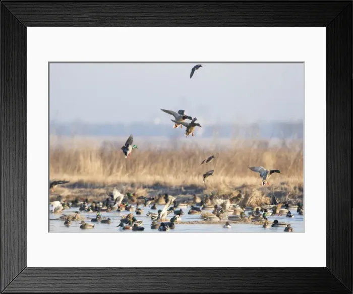 Framed Print : 00729-02314 Mallards (Anas platyrhynchos) flying from wetland, Marion Co. IL