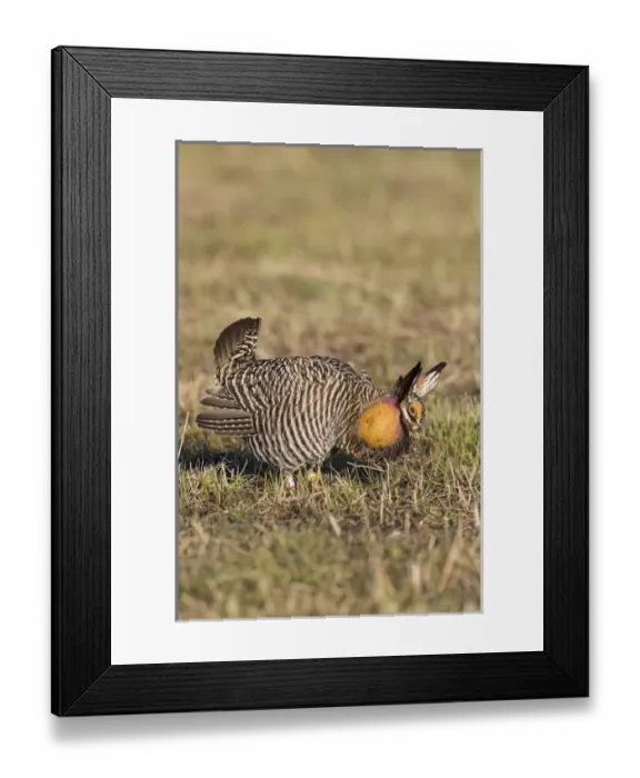 Framed Print : 00842-04820 Greater Prairie-Chicken (Tympanuchus cupido) male displaying / booming Framed Print : 00842-04820 Greater Prairie-Chicken (Tympanuchus cupido) male displaying / booming