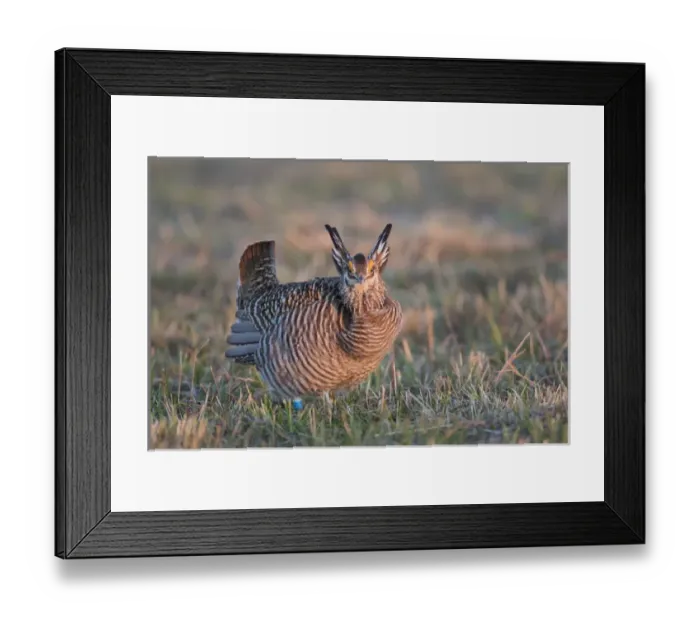 Framed Print : 00842-05304 Greater Prairie-Chicken (Tympanuchus cupido) male displaying / booming Framed Print : 00842-05304 Greater Prairie-Chicken (Tympanuchus cupido) male displaying / booming