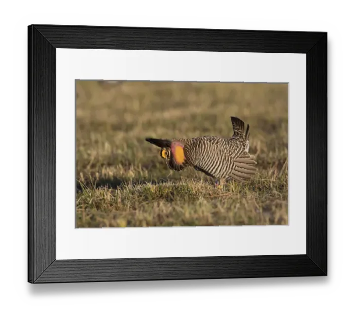 Framed Print : 00842-05202 Greater Prairie-Chicken (Tympanuchus cupido) male displaying  /  booming