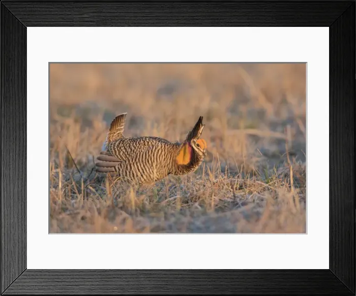 Framed Print : 00842-05010 Greater Prairie-Chicken (Tympanuchus cupido) male displaying / booming Framed Print : 00842-05010 Greater Prairie-Chicken (Tympanuchus cupido) male displaying / booming