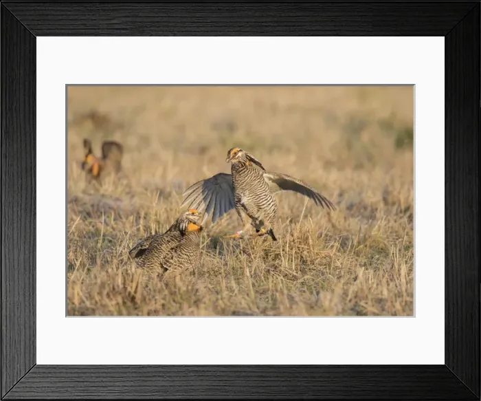 Framed Print : 00842-05707 Greater Prairie-Chickens (Tympanuchus cupido) males fighting-territorial