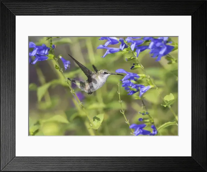 Framed Print : 01162-15112 Framed Print : 01162-15112